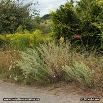 Wermut (Artemisia absinthium), Standort am Wegrand (Magdeburger Börde, Sachsen-Anhalt)