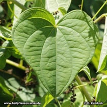 Japanische Yamswurzel