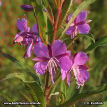 Weidenröschen (Epilobium angustifolium Epilobum parviflorum)