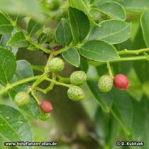 Zanthoxylum bungeanum
