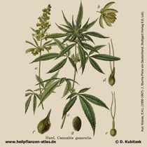 Gewöhnlicher Hanf, Cannabis sativa, Historische Grafik