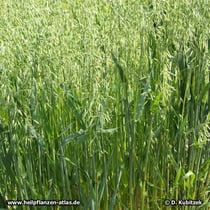 Hafer (Avena sativa), Wuchsform