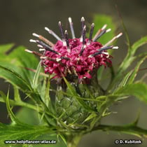 Großköpfige Actractylodes (Atractylodes macrocephala)