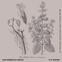 Melisse, Melissa officinalis, Historisches Bild
