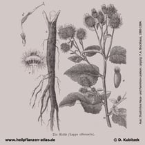 Klette, historisches Bild