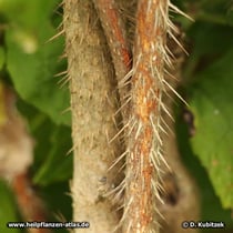 Taigawurzel (Eleutherococcus senticosus), Zweig mit Stacheln