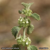 Gewöhnlicher Andorn (Marrubium vulgare), blühender Zweig