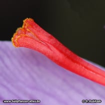 Echter Safran (Crocus sativus), das obere Ende eines Narbenschenkels