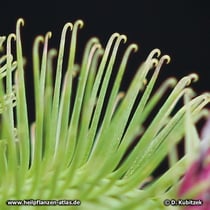 Klette (Arctium lappa, Arctium minus, Arctium tomentosum)