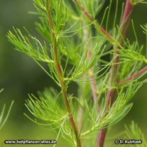 Besen-Beifuß (Artemisia scoparia), Blätter