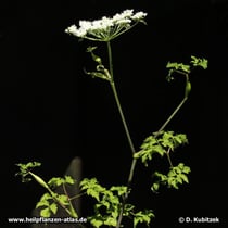 Chinesische Angelika (Angelica sinensis)