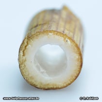 Liebstöckel (Levisticum officinale), Querschnitt durch einen Stängel