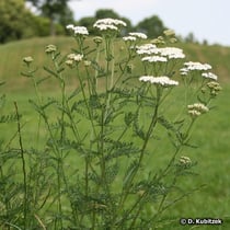 Gewöhnliche Schafgarbe (Achillea millefolium), Wuchsform