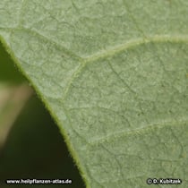 Sinomenium acutum: Die Blätter (hier: Unterseite) können behaart sein.