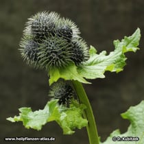 Himalayascharte (Saussurea costus), vor der Blüte