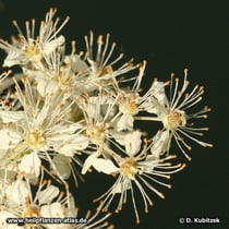 Mädesüß (Filipendula ulmaria)