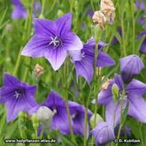 Ballonblume (Großblütige Balllonblume, Platycodon grandiflorus)