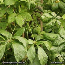 Taigawurzel (Eleutherococcus senticosus), Blätter