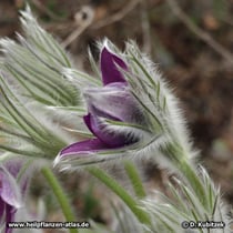 Chinesische Küchenschelle (Pulsatilla chinensis)