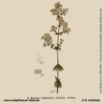 Echtes Labkraut, Galium verum, Historisches Bild