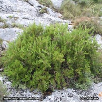 Rosmarin (Rosmarinus officinalis), Standort