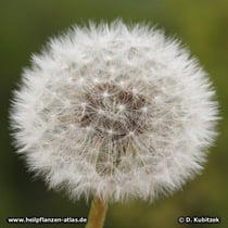 Löwenzahn (Taraxacum officinale)