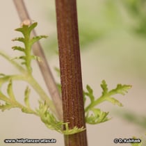 Einjähriger Beifuß (Artemisia annua): Die Stängel können rot überlaufen sein.