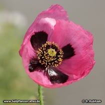 Schlafmohn (Papaver somniferum)
