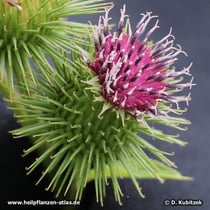Große Klette (Arctium lappa), Blütenkopf (Blütenkorb)