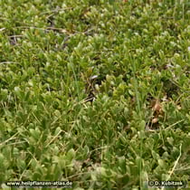 Echte Bärentraube (Arctostaphylos uva-ursi), Wuchsform
