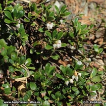 Blühende Echte Bärentraube (Arctostaphylos uva-ursi)