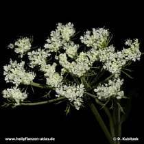 Chinesische Angelika (Angelica sinensis), Blütenstand