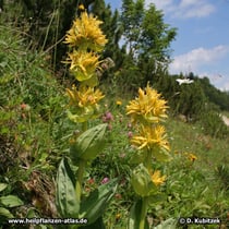 Enzian (Gelber Enzian, Gentiana lutea)
