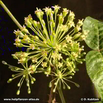 Taigawurzel (Eleutherococcus senticosus), Blütenstand