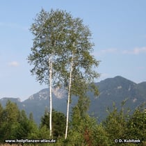 Birke (Gewoehnliche Birke, Betula pendula, Moor-Birke, Betula pubescens)