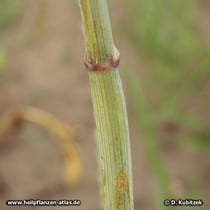 Liebstöckel (Levisticum officinale), Stängel