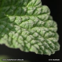 Gewöhnlicher Andorn (Marrubium vulgare), Blatt Oberseite