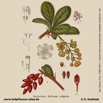 Gewöhnliche Berberitze; Berberis vulgaris; Historische Grafik