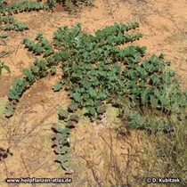 Die meist jährlich aus der unterirdischen Speicherwurzel neu gebildeten Triebe der Teufelskralle (Harpagophytum zeyheri) kriechen über den Boden.