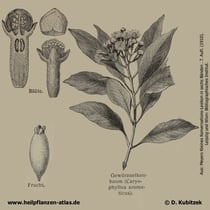 Gewürznelkenbaum; Syzygium aromaticum; Historische Grafik