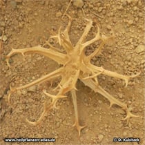 Die holzige Frucht der Teufelskralle Harpagophytum procumbens. Die hakentragenden Arme sind länger als die Breite der Frucht.