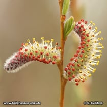 Weide (Salix purpurea, Salix daphnoides, Salix fragilis)
