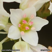 Echter Buchweizen (Fagopyrum esculentum), Blüte
