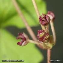 Asiatischer Wassernabel ("Gotu Kola", Centella asiatica): Die Blüten sind unscheinbar.
