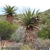 Kap-Aloe (Aloe ferox) wächst hier in Südafrika
