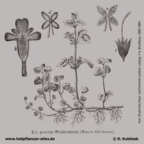 Gundermann (Gundelrebe, Glechoma hederacea), Historisches Bild