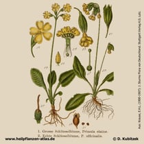 Wiesen-Schlüsselblume, Primula veris, Historisches Bild