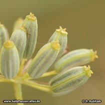 Fenchel (Foeniculum vulgare ssp. vulgare)