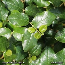 Boldo (Peumus boldus)