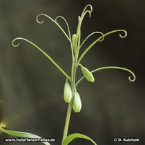 Zhekiang-Fritillaria (Fritillaria thunbergii)